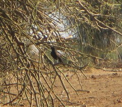 Cercotrichas podobe