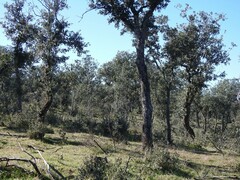 Quercus rotundifolia