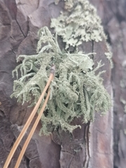Evernia mesomorpha