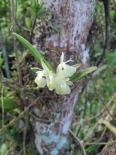 Epidendrum scharfii Hágsater & Dodson 2