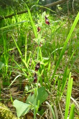 Ophrys insectifera