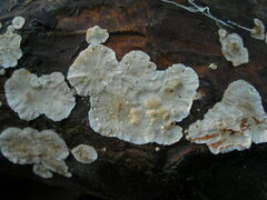 Stereum sanguinolentum