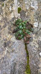 Asplenium ruta-muraria