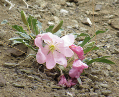 Oenothera cespitosa