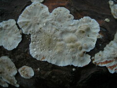 Stereum sanguinolentum