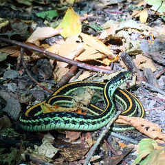 Thamnophis sirtalis annectens