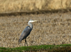 Ardea cinerea