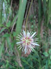 Passiflora cisnana