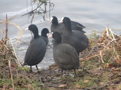 Fulica atra