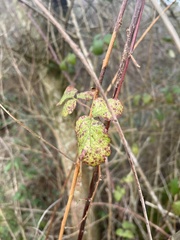 Phragmidium violaceum