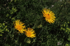 Inula