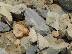 Mediodactylus kotschyi