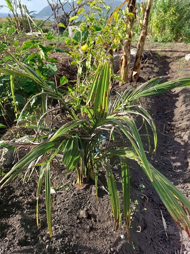 Areca catechu