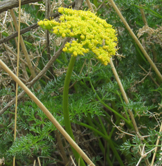 Lomatium grayi