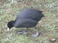 Fulica atra