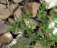 Lomatium grayi