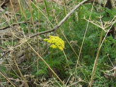 Lomatium grayi