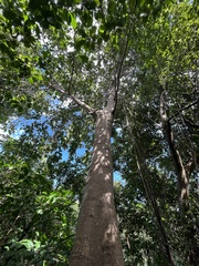 Ficus trigonata