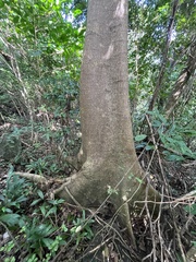 Ficus trigonata