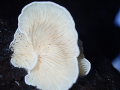 Clitopilus hobsonii