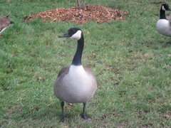 Branta canadensis