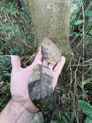 Ficus trigonata