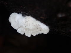 Clitopilus hobsonii