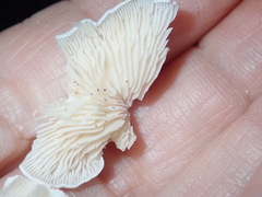 Clitopilus hobsonii