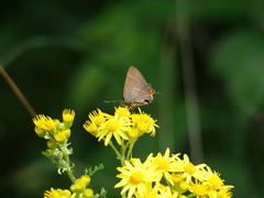 Satyrium w-album