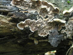 Eichleriella deglubens