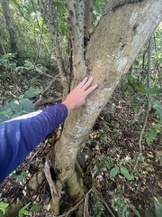 Zanthoxylum schreberi