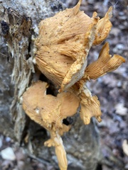 Phyllotopsis nidulans