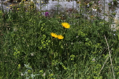 Inula