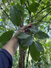 Zanthoxylum schreberi