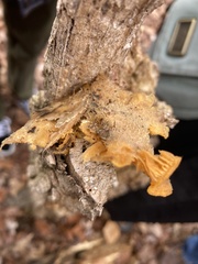 Phyllotopsis nidulans