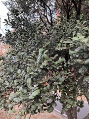 Diospyros ferrea