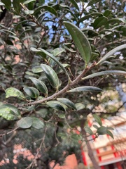 Diospyros ferrea