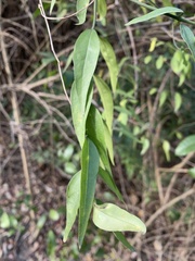 Jasminum nervosum