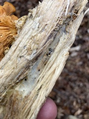 Phyllotopsis nidulans