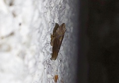 Eupelix cuspidata