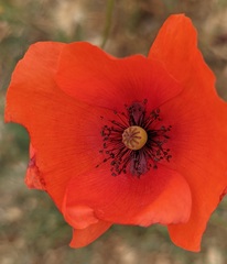 Papaver
