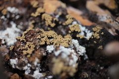 Cribraria argillacea