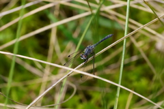 Nannothemis bella