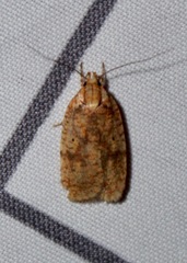 Agonopterix robiniella
