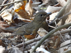 Turdus chrysolaus