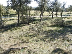 Quercus rotundifolia