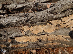 Fungi