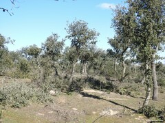 Quercus rotundifolia