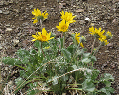 Enceliopsis nudicaulis