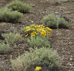 Enceliopsis nudicaulis